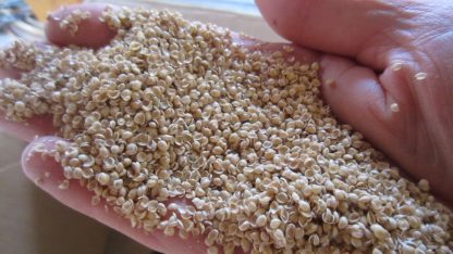 millet vs millet hulls bulk