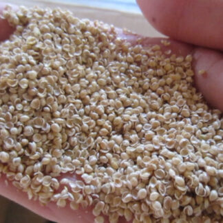 Bags of bulk organic millet hulls for refilling pillows and body support cushions.