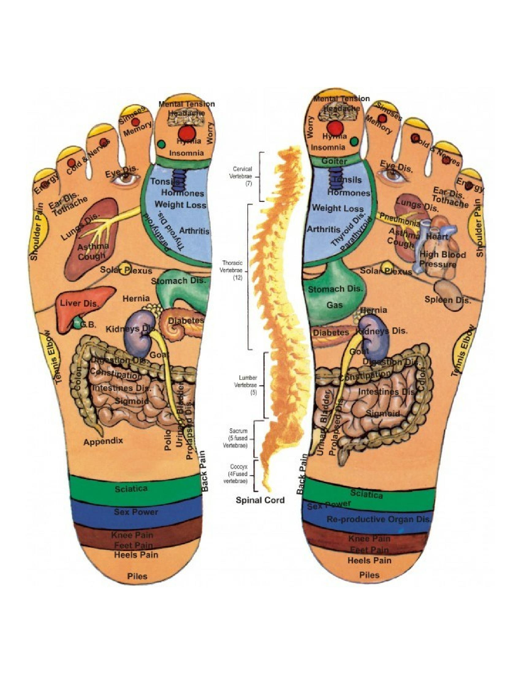 Foot Reflexology Chart 1 Free Download Bretts Natural Health 8938