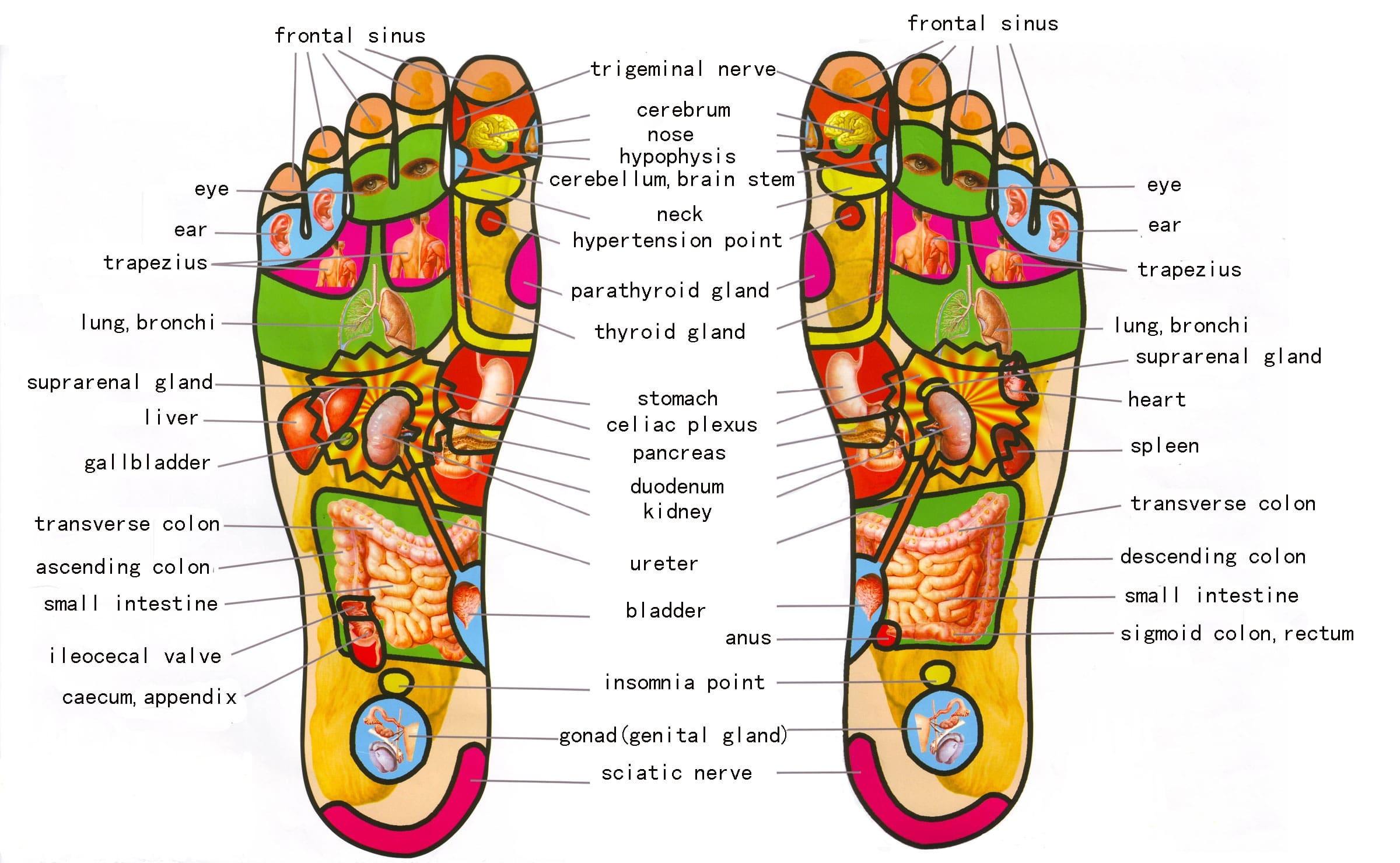 Pengeudlån bestemt gasformig Foot Reflexology Chart 1 - Free Download! - Brett's Natural Health!