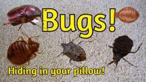 Do millet pillows have bugs?
